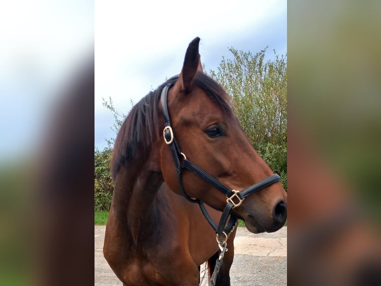 Oldenburg Giumenta 5 Anni 163 cm Baio scuro in Kronberg im Taunus