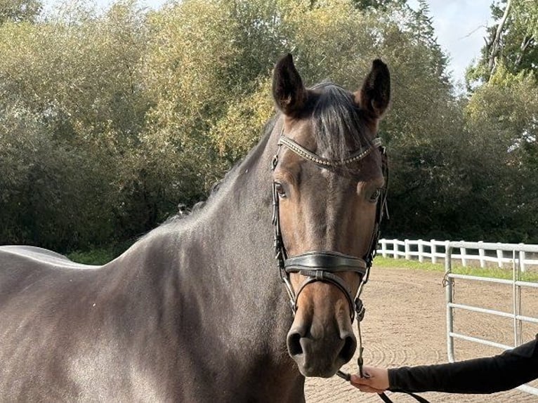 Oldenburg Giumenta 5 Anni 163 cm Baio scuro in Verden (Aller)