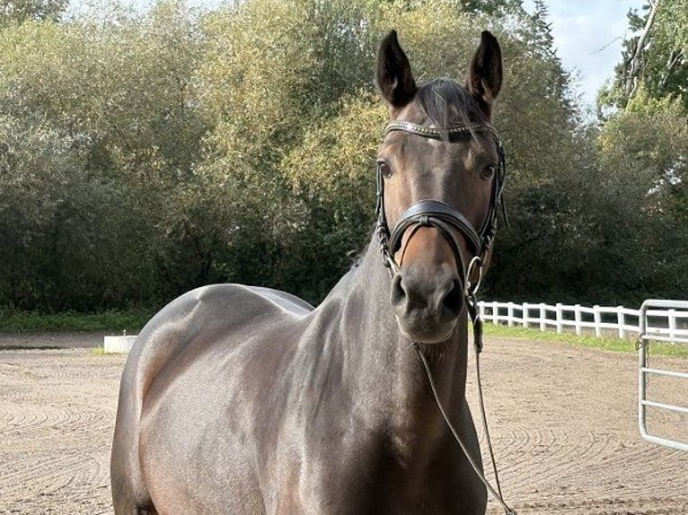Oldenburg Giumenta 5 Anni 163 cm Baio scuro in Verden (Aller)
