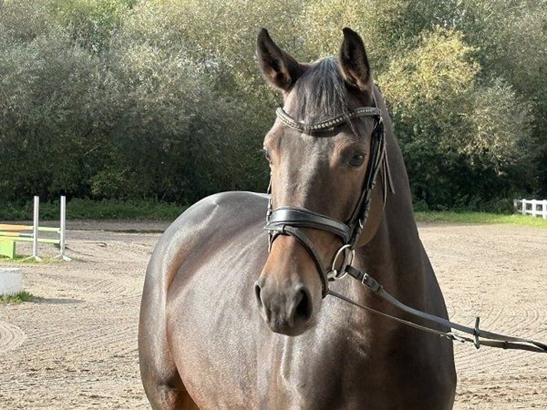 Oldenburg Giumenta 5 Anni 163 cm Baio scuro in Verden (Aller)