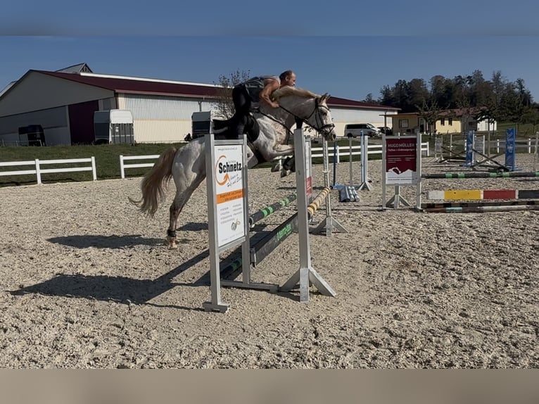 Oldenburg Giumenta 5 Anni 163 cm Leopard in Berg
