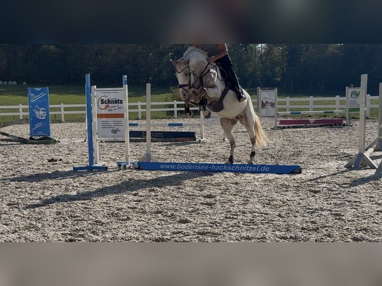 Oldenburg Giumenta 5 Anni 163 cm Leopard in Berg