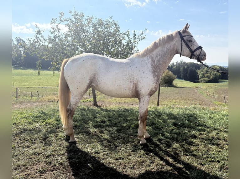 Oldenburg Giumenta 5 Anni 163 cm Leopard in Berg