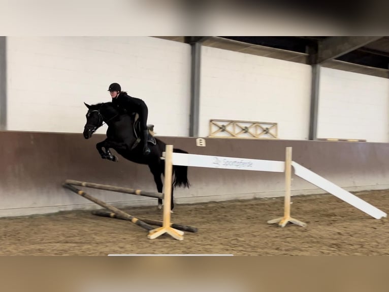 Oldenburg Giumenta 5 Anni 163 cm Morello in Hörstel