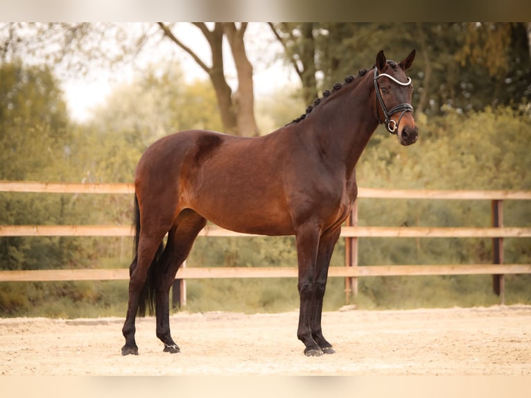 Oldenburg Giumenta 5 Anni 164 cm Baio in Barver