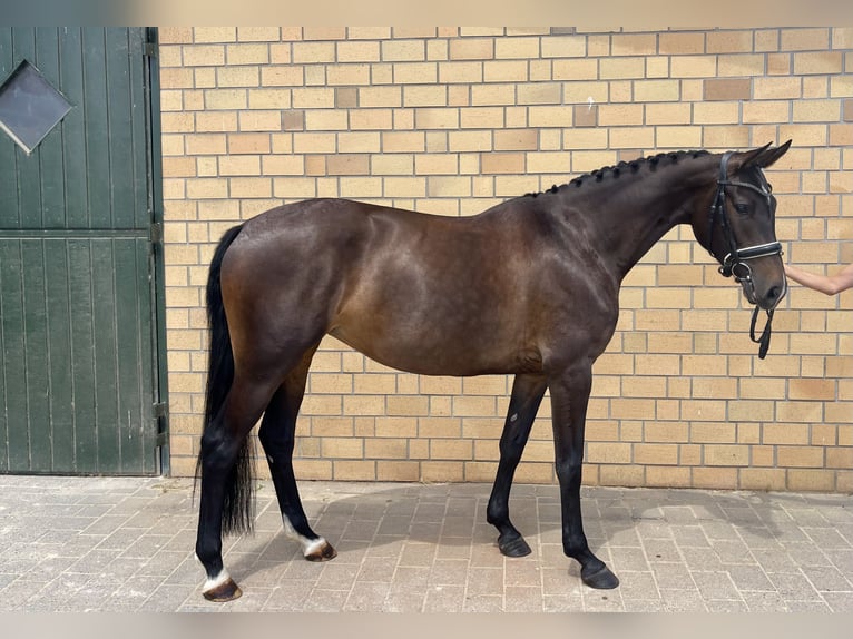 Oldenburg Giumenta 5 Anni 164 cm Baio nero in Hofheim am Taunus