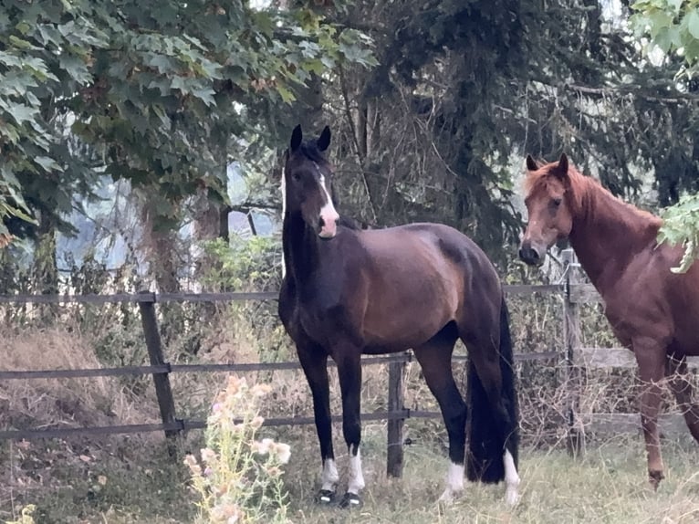 Oldenburg Giumenta 5 Anni 164 cm Baio scuro in Uetze