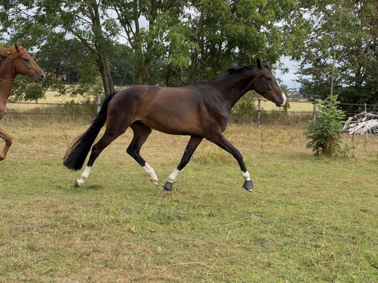 Oldenburg Giumenta 5 Anni 164 cm Baio scuro in Uetze