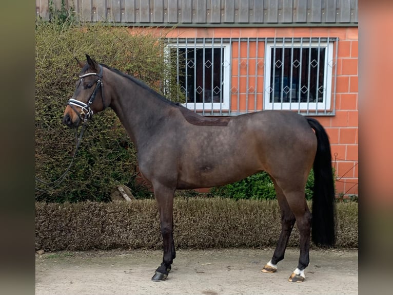 Oldenburg Giumenta 5 Anni 164 cm Baio scuro in Hepstedt