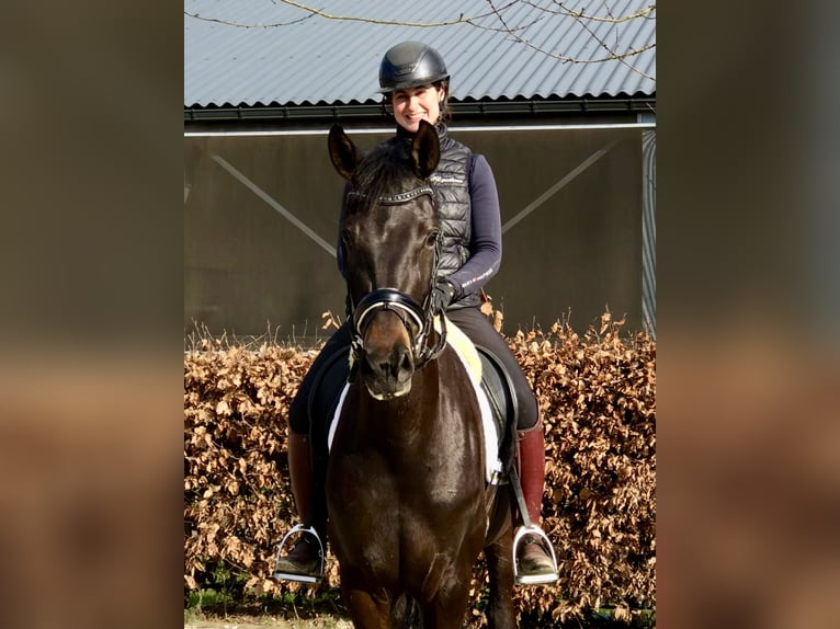 Oldenburg Giumenta 5 Anni 164 cm Baio scuro in Neeritter