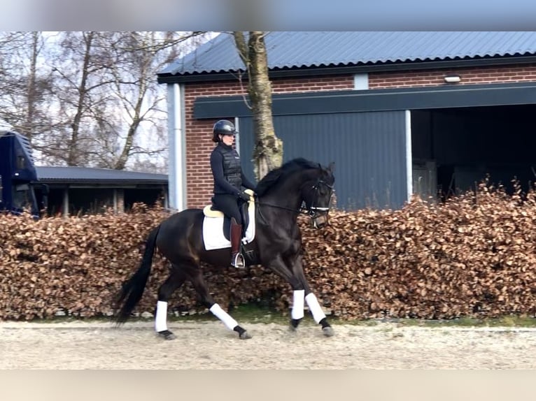 Oldenburg Giumenta 5 Anni 164 cm Baio scuro in Neeritter