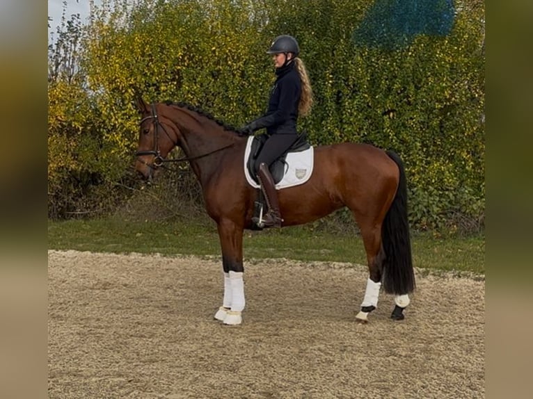 Oldenburg Giumenta 5 Anni 165 cm Baio in Burgdorf