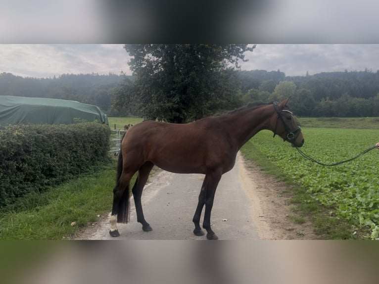 Oldenburg Giumenta 5 Anni 165 cm Baio in Hasbergen