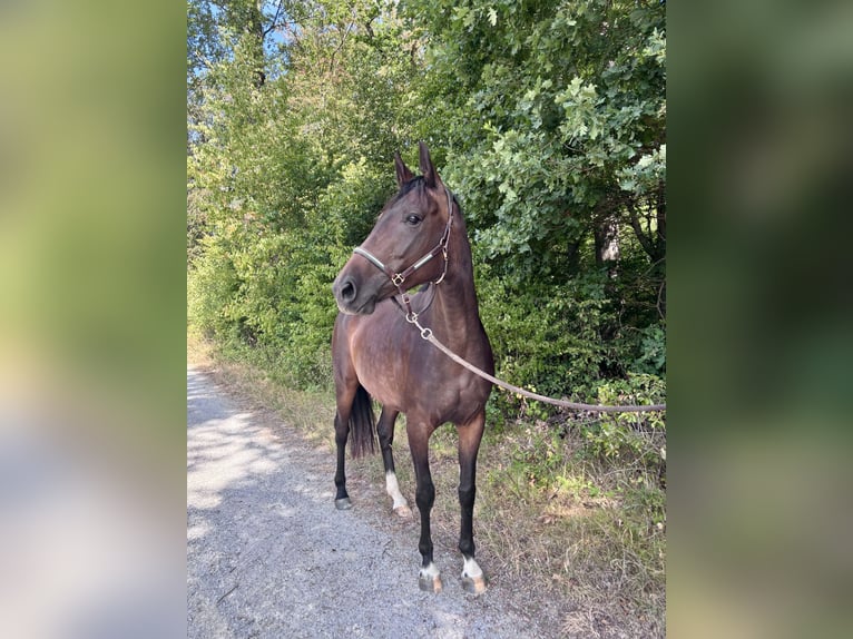 Oldenburg Giumenta 5 Anni 165 cm Baio in Mudershausen