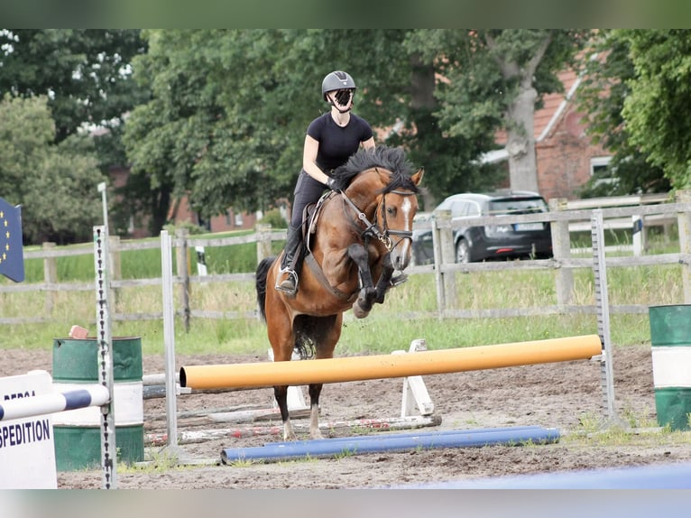Oldenburg Giumenta 5 Anni 165 cm Baio in Saterland