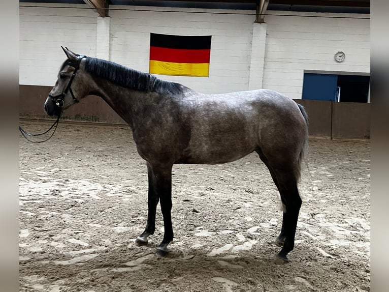 Oldenburg Giumenta 5 Anni 165 cm in Kutenholz