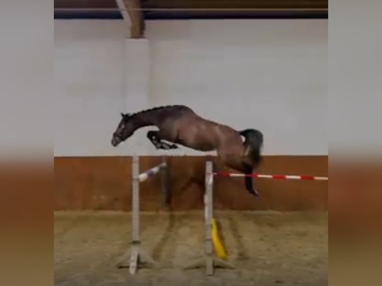 Oldenburg Giumenta 5 Anni 165 cm in Kutenholz