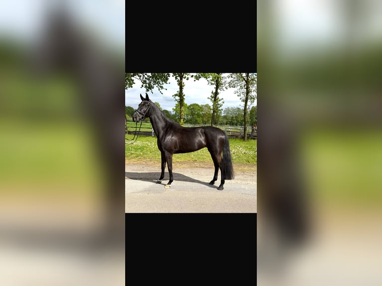 Oldenburg Giumenta 5 Anni 165 cm Morello in Nordhorn