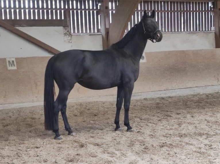 Oldenburg Giumenta 5 Anni 165 cm Morello in Trier