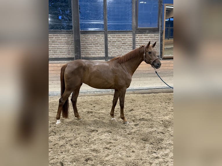 Oldenburg Giumenta 5 Anni 165 cm Sauro in Heidesheim am Rhein