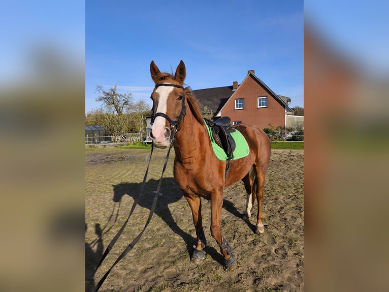 Oldenburg Giumenta 5 Anni 165 cm Sauro in Straelen