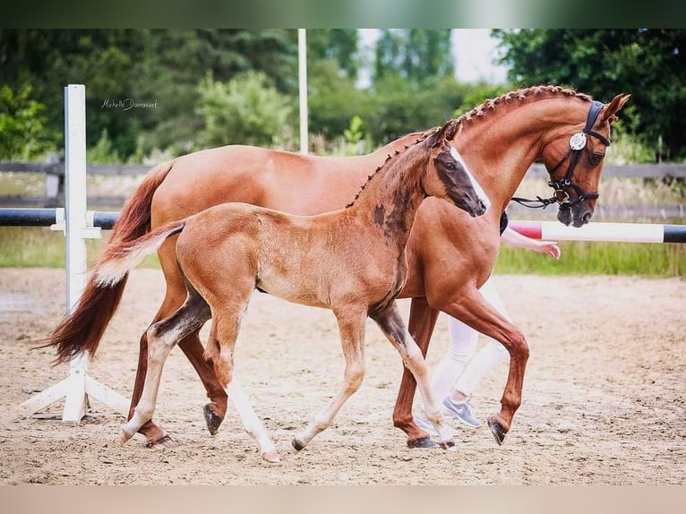 Oldenburg Giumenta 5 Anni 165 cm Sauro in Straelen