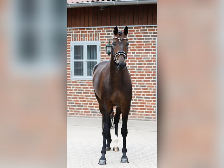 Oldenburg Giumenta 5 Anni 166 cm Baio in Bramsche
