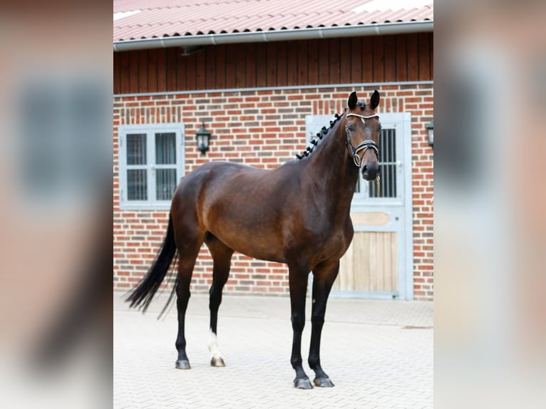 Oldenburg Giumenta 5 Anni 166 cm Baio in Bramsche