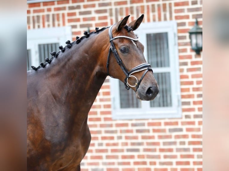 Oldenburg Giumenta 5 Anni 166 cm Baio in Bramsche