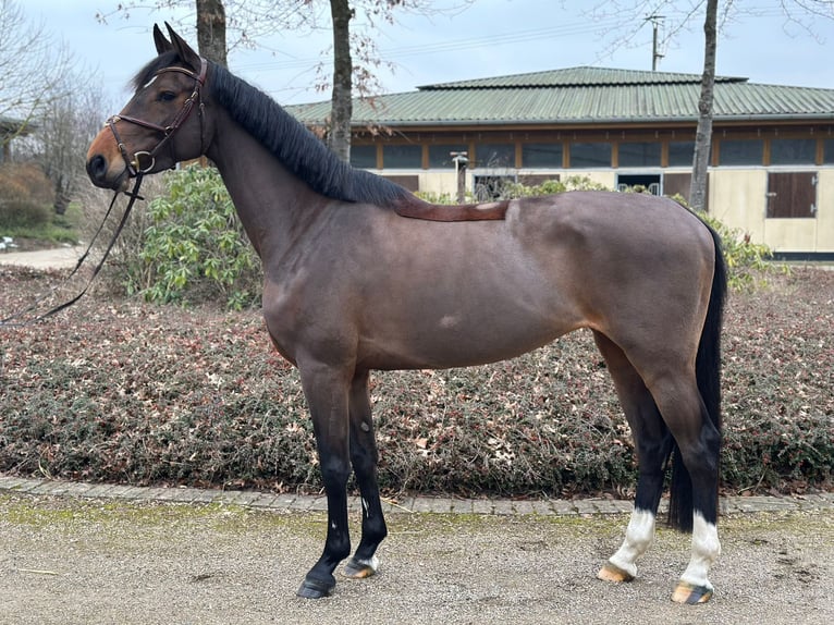 Oldenburg Giumenta 5 Anni 166 cm Baio in Sassenberg