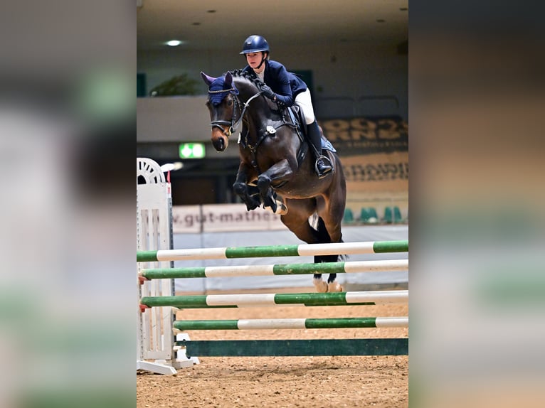 Oldenburg Giumenta 5 Anni 166 cm Baio scuro in Gerstetten