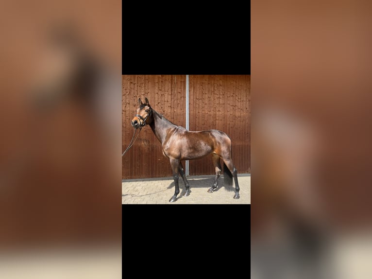 Oldenburg Giumenta 5 Anni 167 cm Baio in Karlsfeld