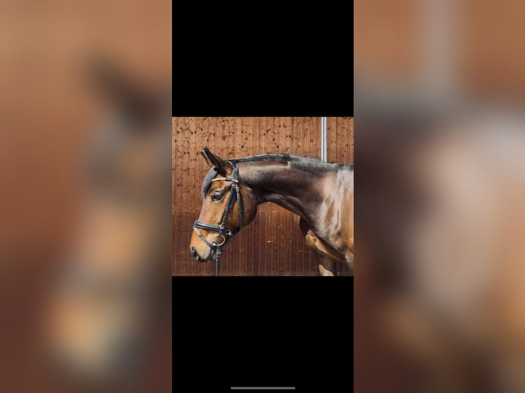 Oldenburg Giumenta 5 Anni 167 cm Baio in Karlsfeld