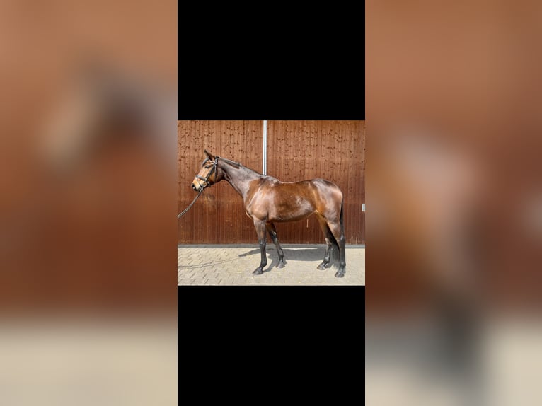 Oldenburg Giumenta 5 Anni 167 cm Baio in Karlsfeld