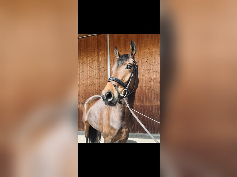 Oldenburg Giumenta 5 Anni 167 cm Baio in Karlsfeld