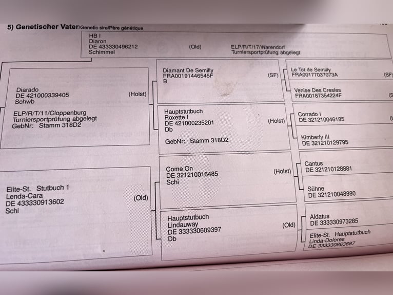 Oldenburg Giumenta 5 Anni 167 cm Baio in Edewecht