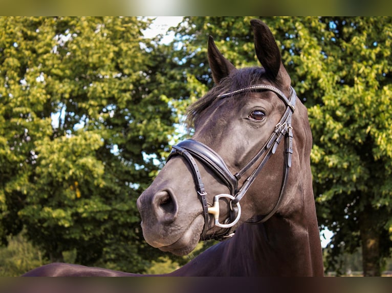 Oldenburg Giumenta 5 Anni 167 cm Baio nero in Ehrenburg