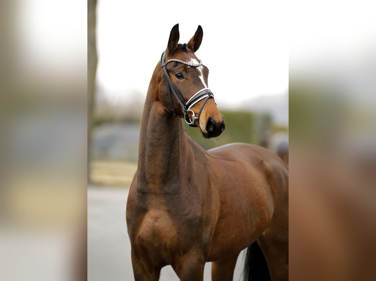 Oldenburg Giumenta 5 Anni 167 cm Baio scuro in Vechta