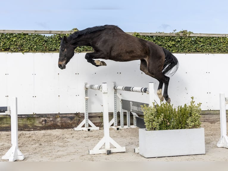 Oldenburg Giumenta 5 Anni 167 cm Baio scuro in Waddinxveen