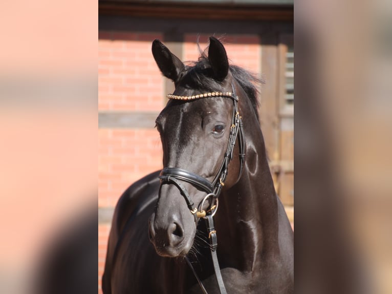 Oldenburg Giumenta 5 Anni 167 cm Morello in Bakum