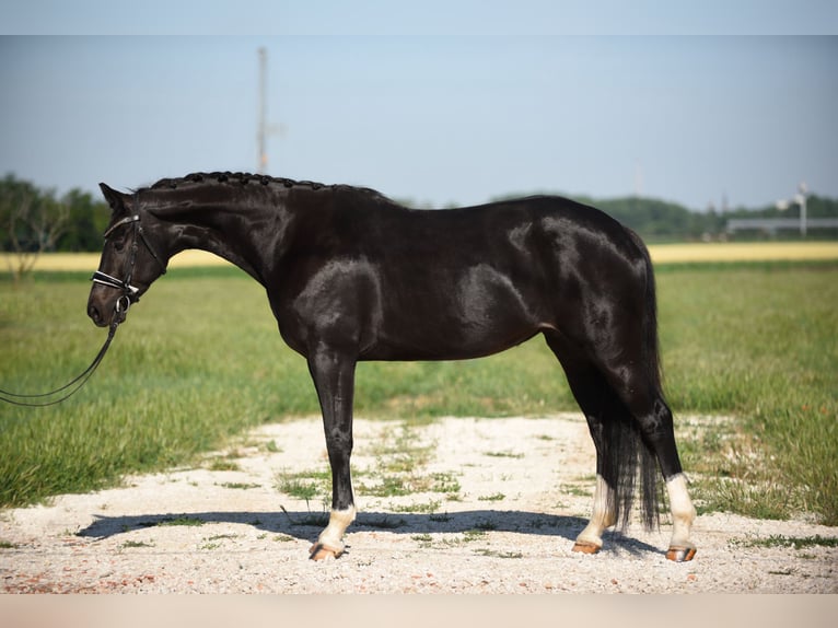 Oldenburg Giumenta 5 Anni 167 cm Morello in Cegléd