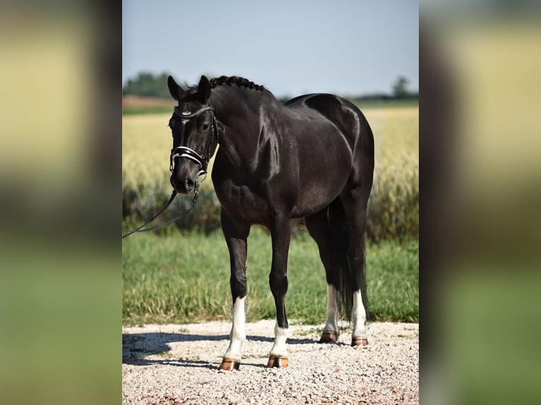 Oldenburg Giumenta 5 Anni 167 cm Morello in Cegléd