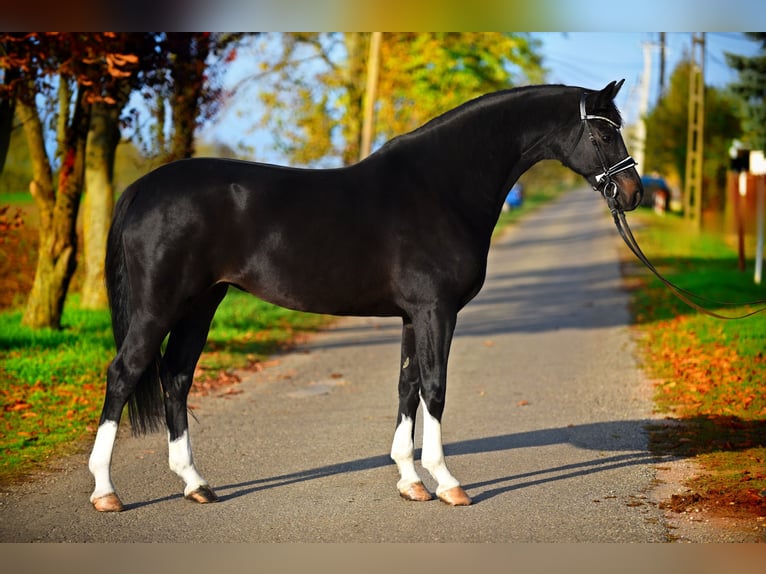 Oldenburg Giumenta 5 Anni 167 cm Morello in Cegléd