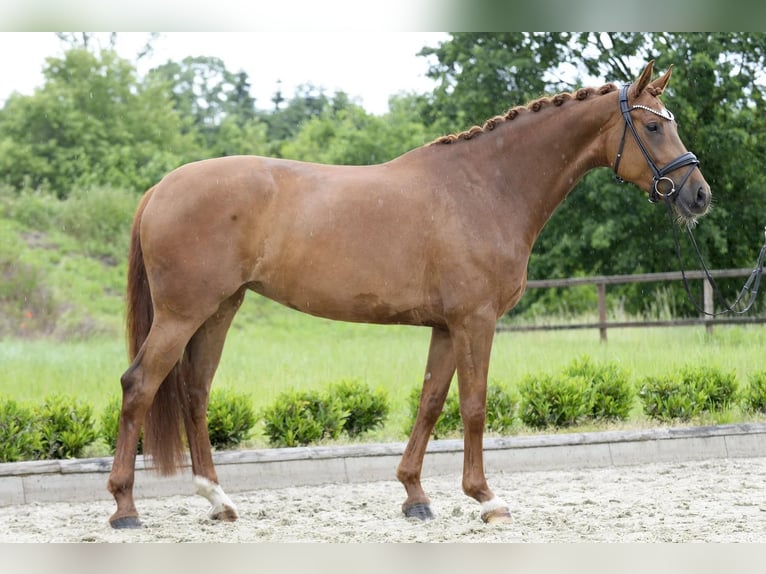 Oldenburg Giumenta 5 Anni 167 cm Sauro in Sassenberg