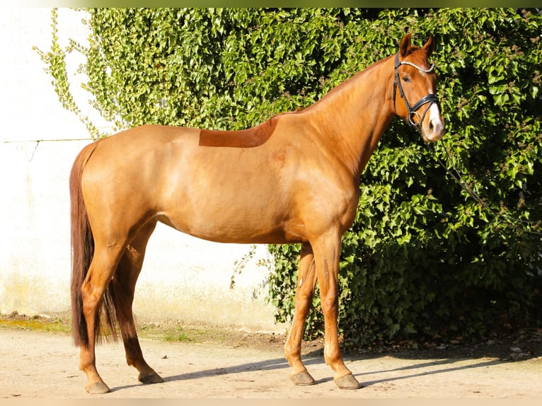 Oldenburg Giumenta 5 Anni 167 cm Sauro in Valluhn