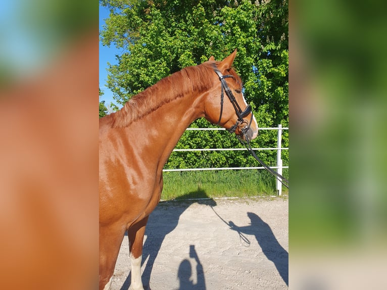 Oldenburg Giumenta 5 Anni 167 cm Sauro in Homberg (Efze)