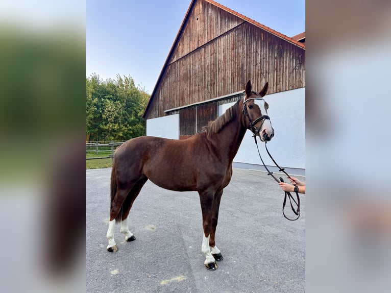 Oldenburg Giumenta 5 Anni 167 cm Sauro scuro in Königsbrunn
