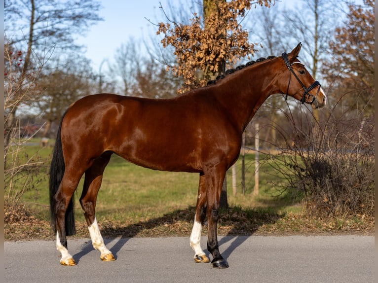 Oldenburg Giumenta 5 Anni 168 cm Baio in Rosenheim