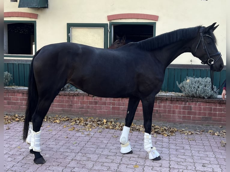 Oldenburg Giumenta 5 Anni 168 cm Baio nero in Günselsdorf