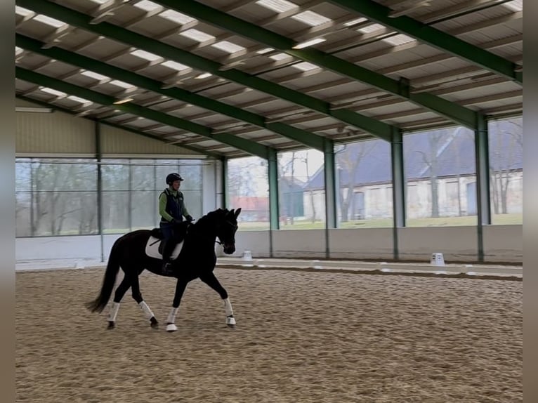 Oldenburg Giumenta 5 Anni 168 cm Baio nero in Günselsdorf